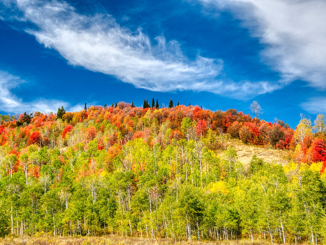 USA, Utah, Logan Pass. Farbenfroher Herbst am Provo Pass