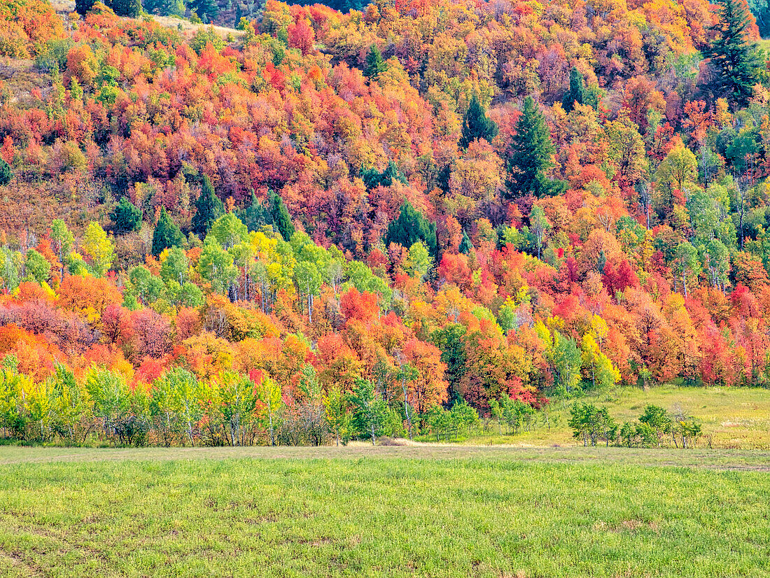 USA, Utah, Logan Pass. Farbenfroher Herbst am Provo Pass