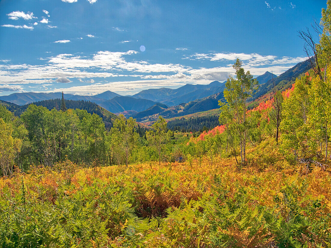 USA, Utah, Logan Pass. Farbenfroher Herbst am Provo Pass