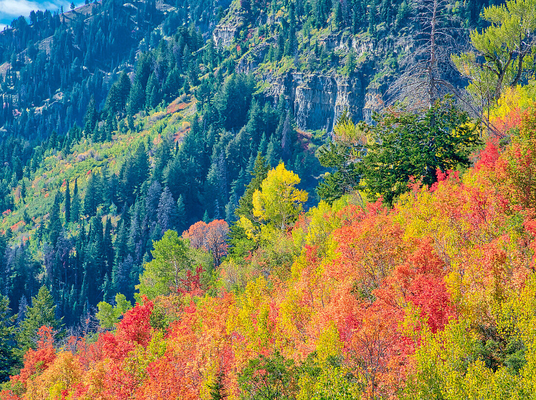 USA, Utah, Logan Pass. Farbenfroher Herbst am Provo Pass