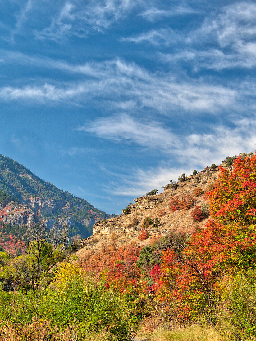 USA, Utah, Logan Canyon. Bunte Espen im Herbst