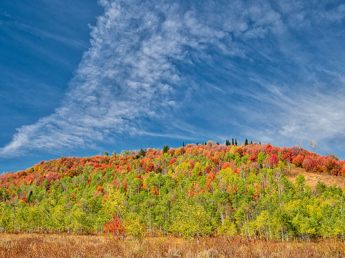 USA, Utah, Logan Canyon. Bunte Espen im Herbst