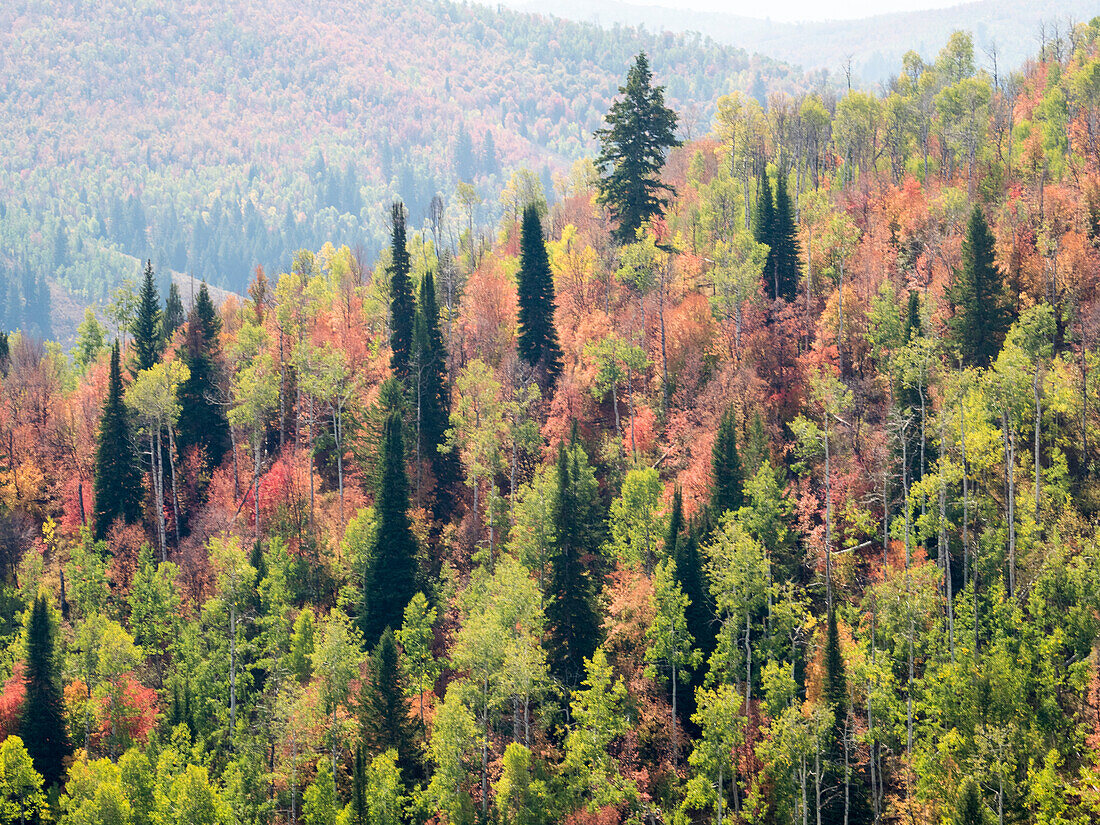 USA, Utah, Logan Canyon. Bunte Espen im Herbst