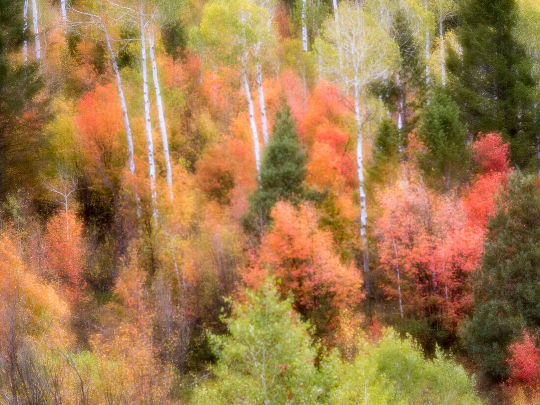 USA, Utah, Logan Canyon. Bunte Espen im Herbst