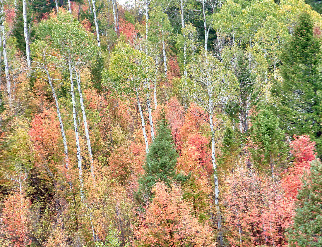 USA, Utah, Logan Canyon. Bunte Espen im Herbst