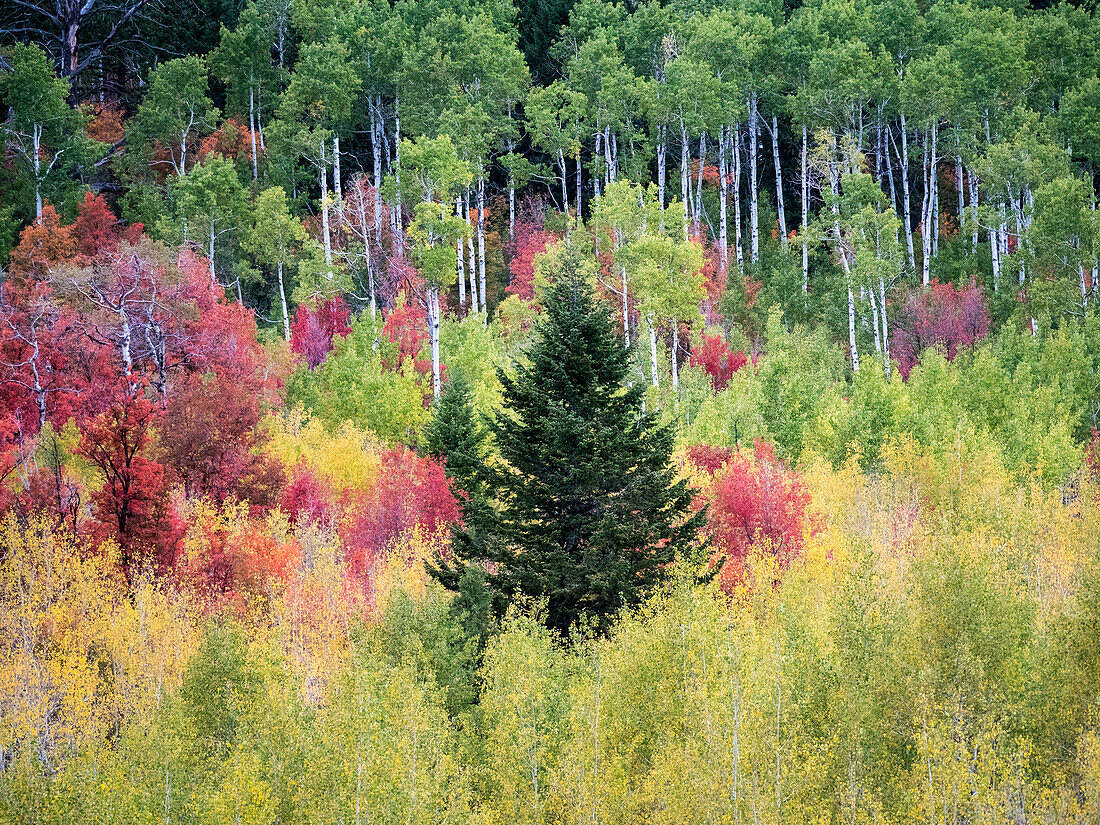 USA, Utah, Logan Canyon. Bunte Espen im Herbst