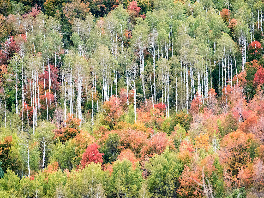 USA, Utah, Logan Canyon. Bunte Espen im Herbst