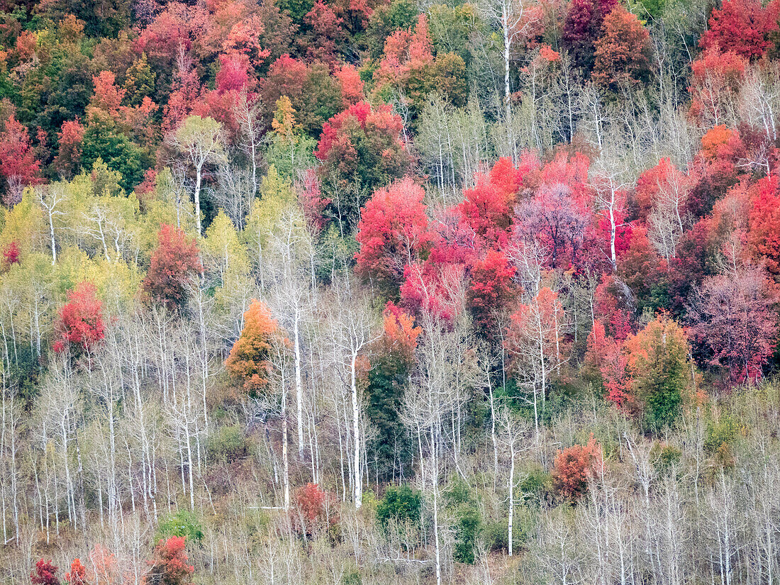 USA, Utah, Logan Canyon. Bunte Espen im Herbst