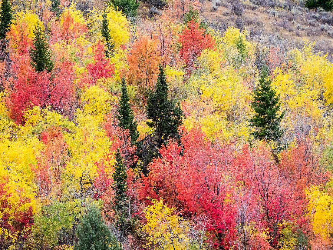 USA, Utah, Logan Canyon. Bunte Espen im Herbst