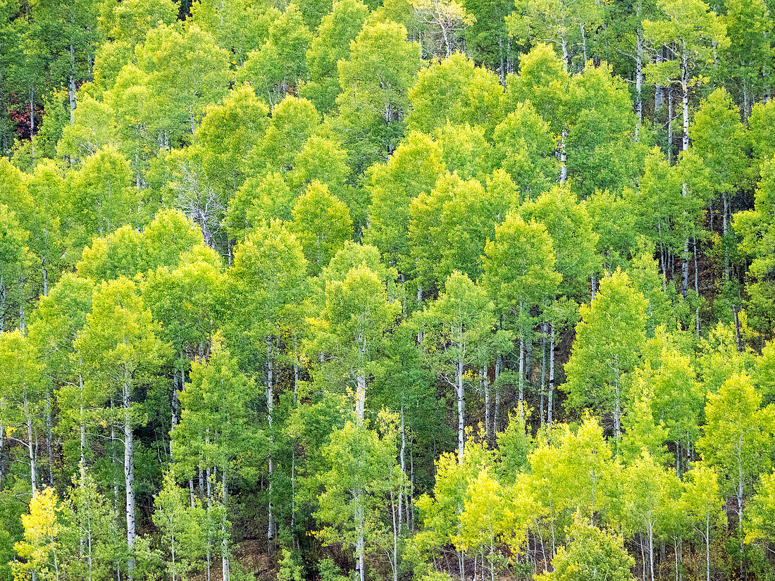 USA, Utah, Logan Canyon. Bunte Espen im Herbst