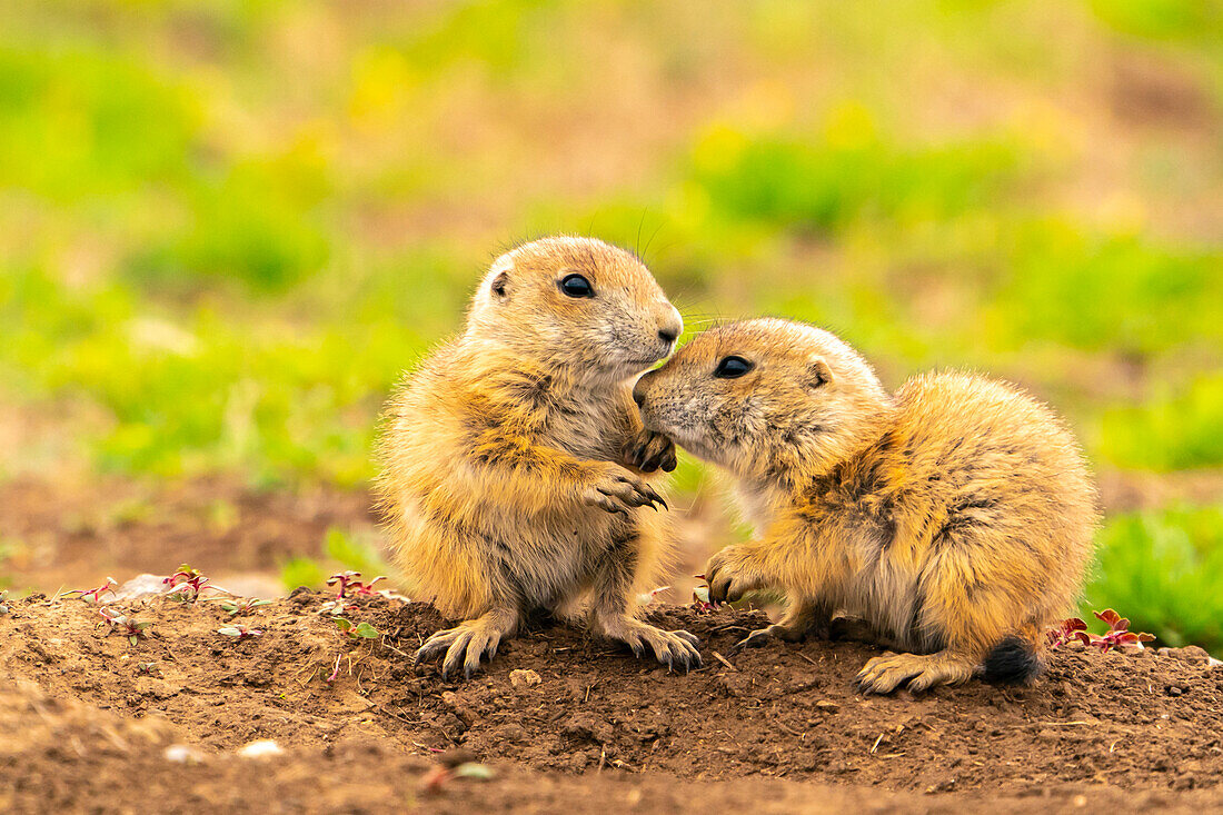 USA, Oklahoma, Wichita Mountains National Wildlife Refuge. Präriehundbabys grüßen.