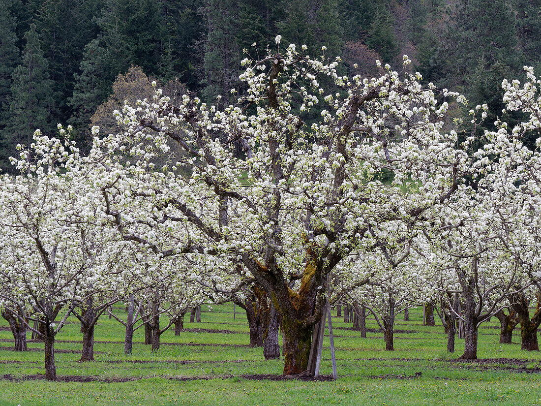 Obstgarten mit Obstbäumen in voller Blüte im Frühling.