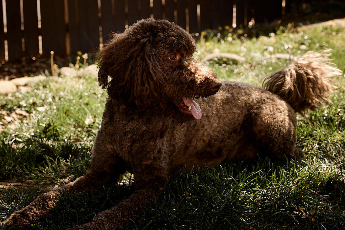 Labradoodle in backyard.