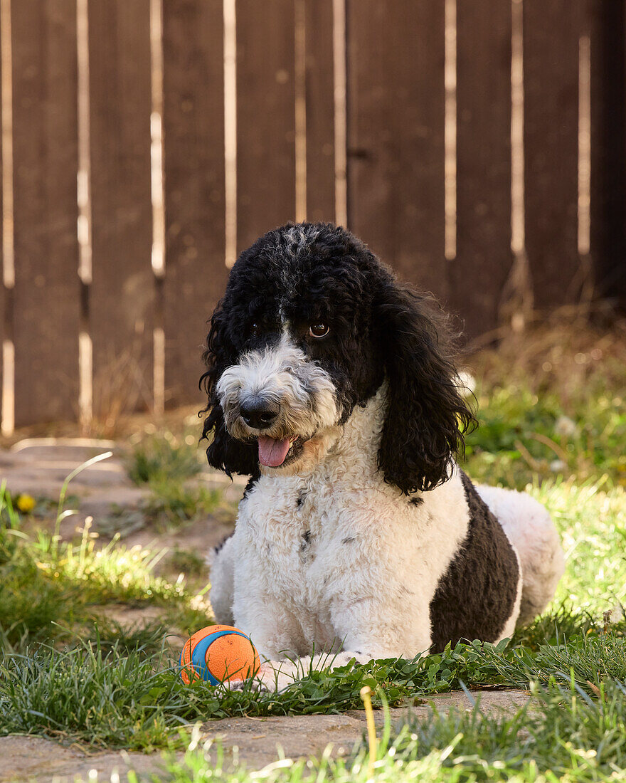 Poodle playing ball in backyard.