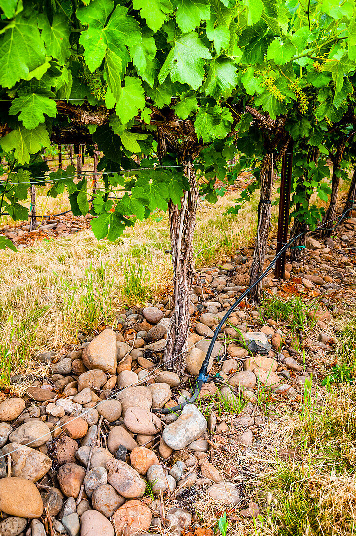 USA, Oregon, Milton-Freewater. Die für die Rocks AVA charakteristischen Steine sind auf dem Funk-Weinberg mit dem speziellen Spaliersystem Geneva Double Curtain zu sehen. (Nur für redaktionelle Zwecke)