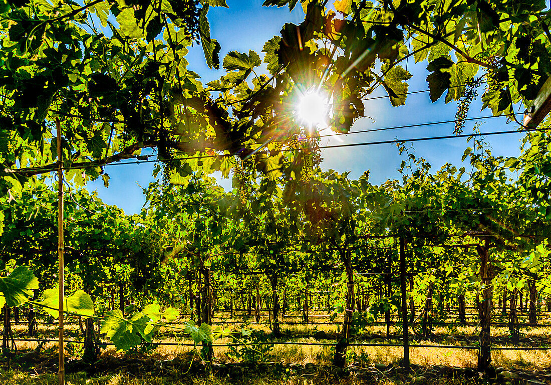 USA, Oregon, Milton-Freewater. Showing the stones characteristic of the Rocks AVA is the Funk Vineyard with the special trellis system known as the Geneva Double Curtain. (Editorial Use Only)