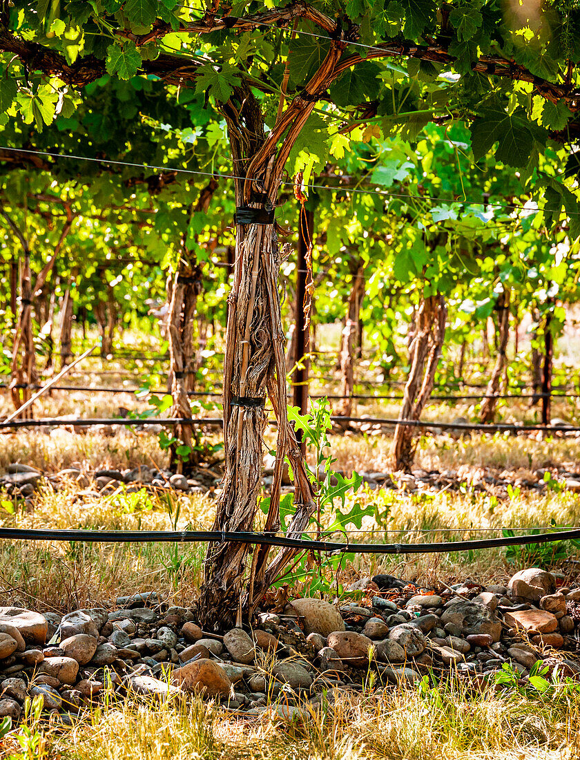 USA, Oregon, Milton-Freewater. Die für die Rocks AVA charakteristischen Steine sind auf dem Funk-Weinberg mit dem speziellen Spaliersystem Geneva Double Curtain zu sehen. (Nur für redaktionelle Zwecke)