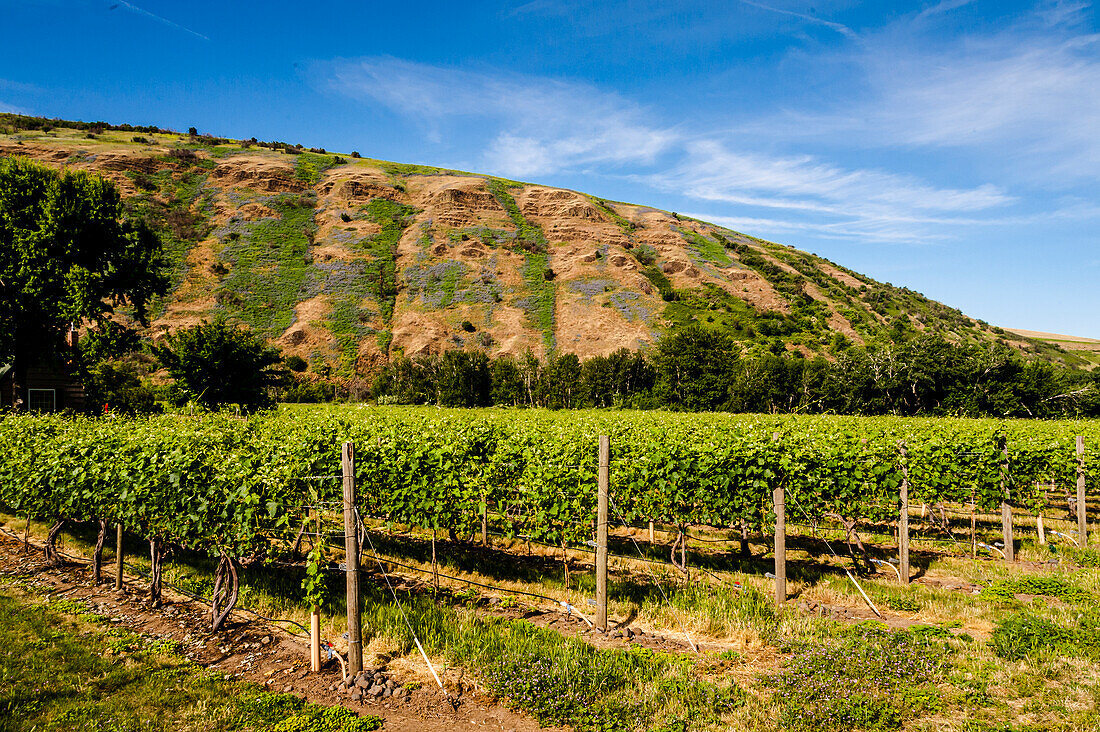 USA, Oregon, Milton-Freewater. Resurgent Vineyard is part of the expanding Rocks district in the Walla Walla AVA. (Editorial Use Only)