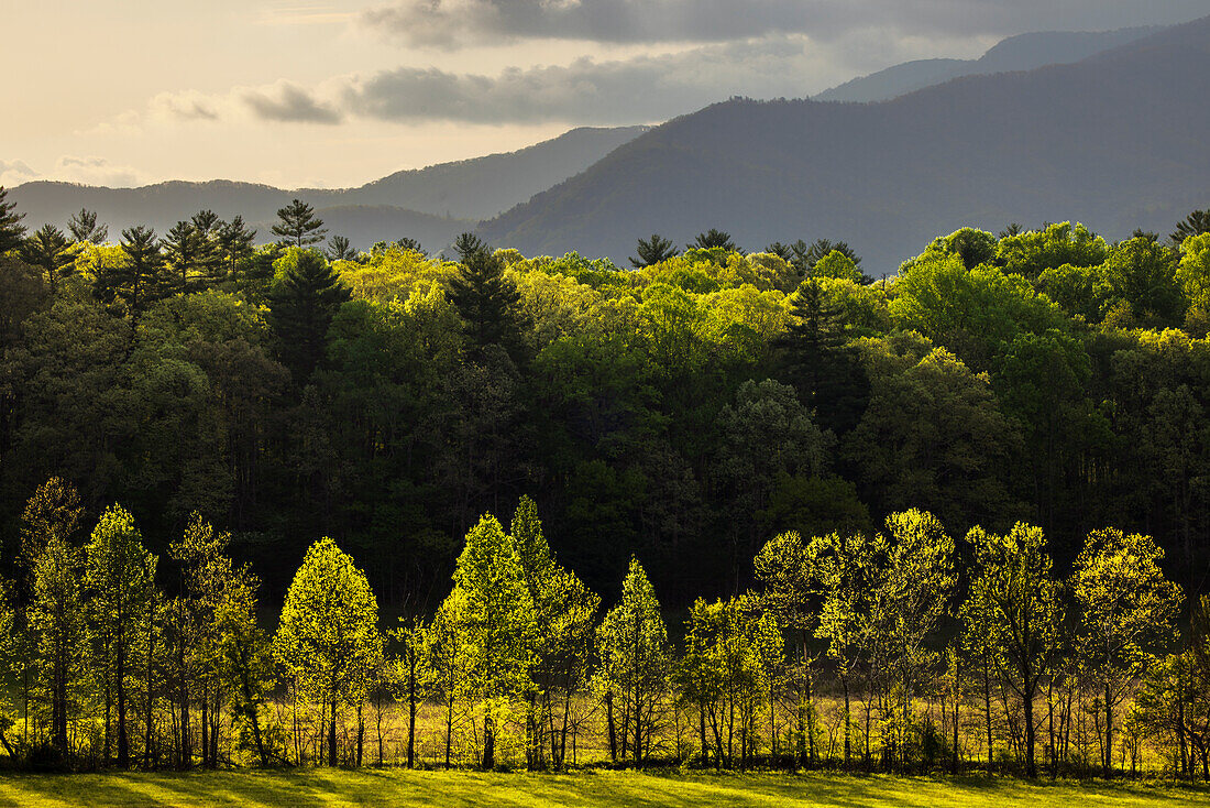 Morning view of backlit row of trees, Cades Cove, Great Smoky Mountains National Park, Tennessee