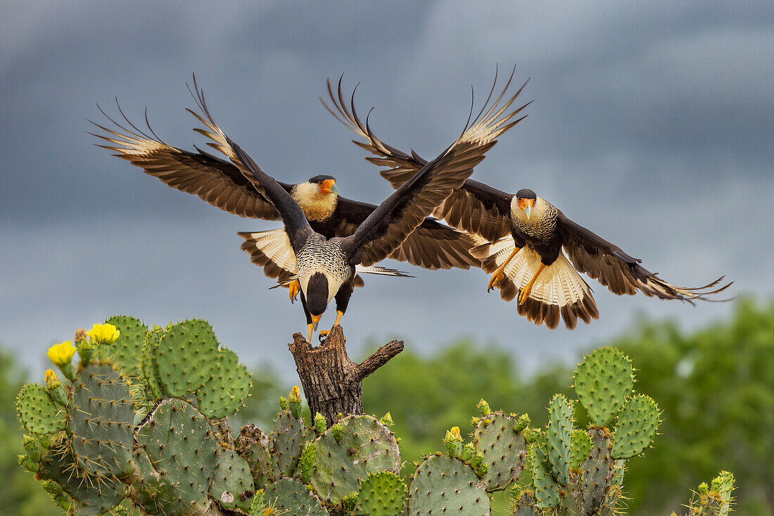 Haubenkarakara im Flug, Rio Grande Valley, Texas