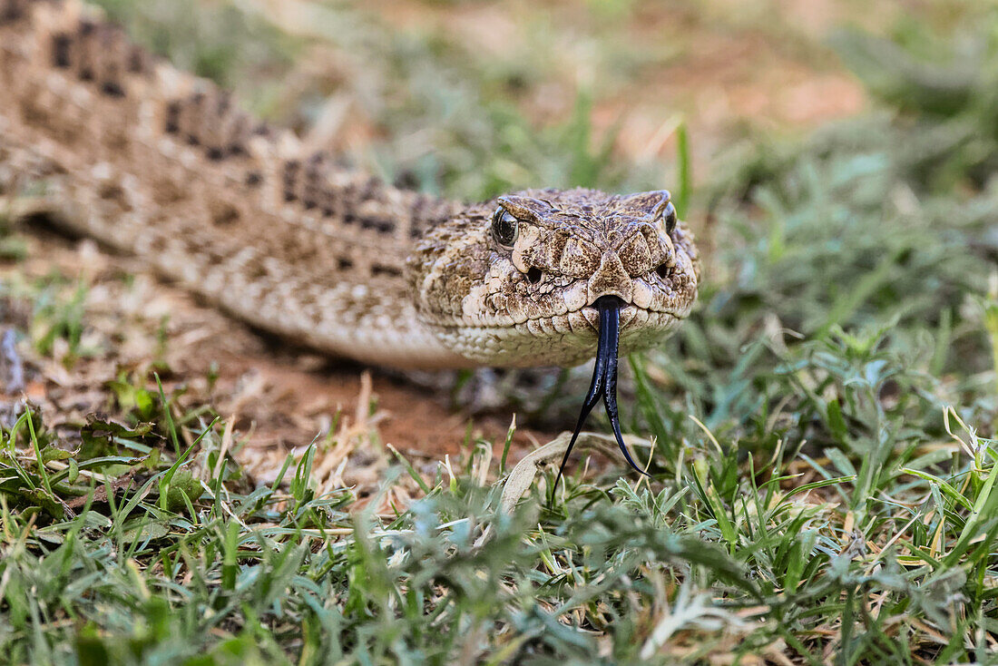 Western diamondback rattlesnake or Texas diamond-back, Rio Grande Valley, Texas