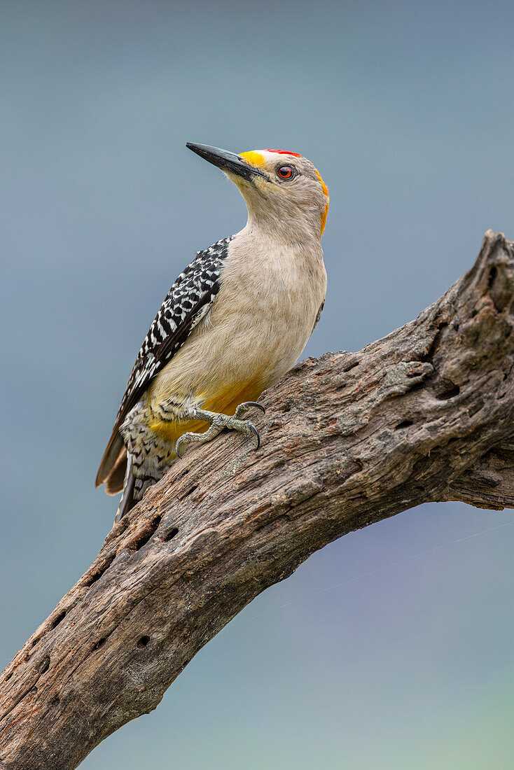 Goldstirnspecht, Rio Grande Valley, Texas