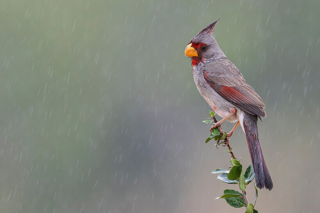 USA, South Texas. Pyrrhuloxia, desert rain shower