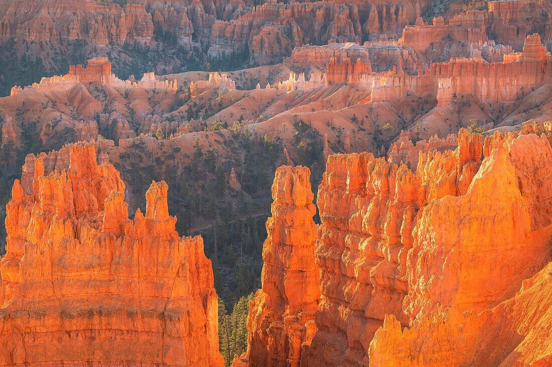 Colorful hoodoos glowing in morning light, seen from Sunrise Point, Bryce Canyon National Park, Utah.