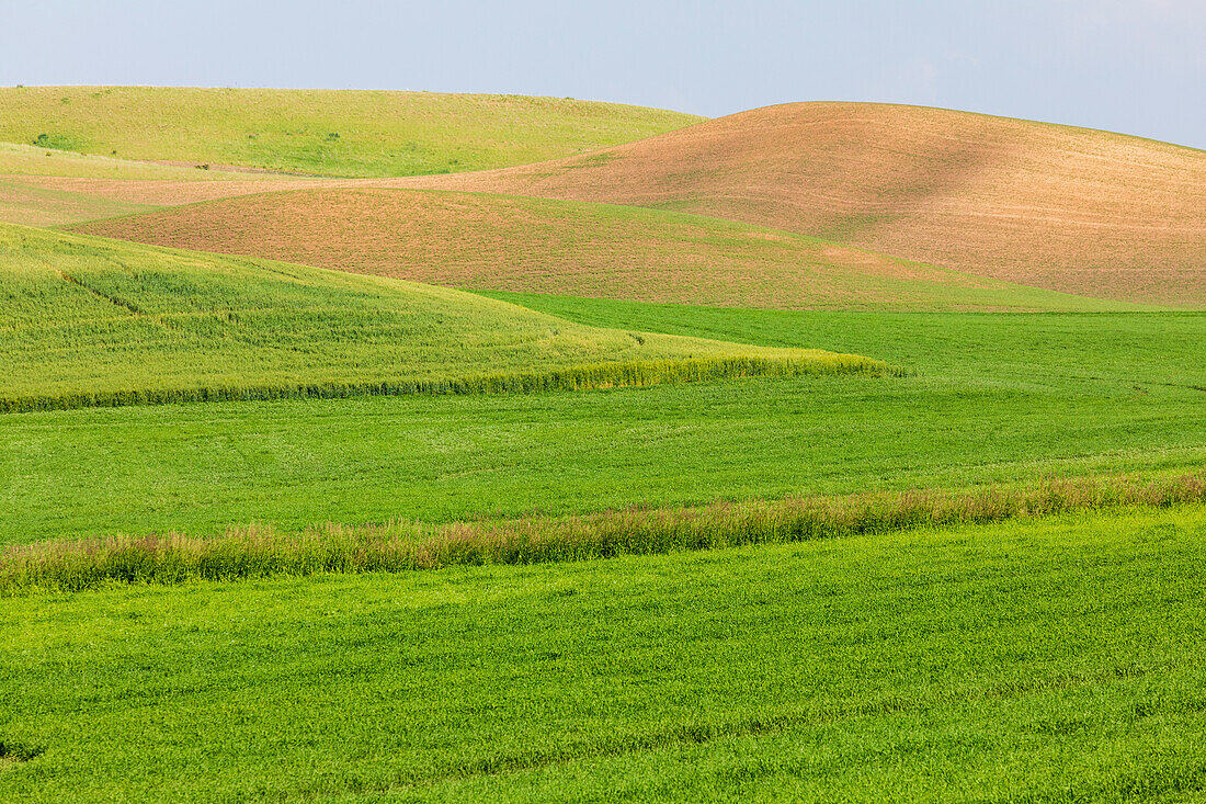 USA, Washington State, Palouse, Colfax. Rolling green hills of wheat.