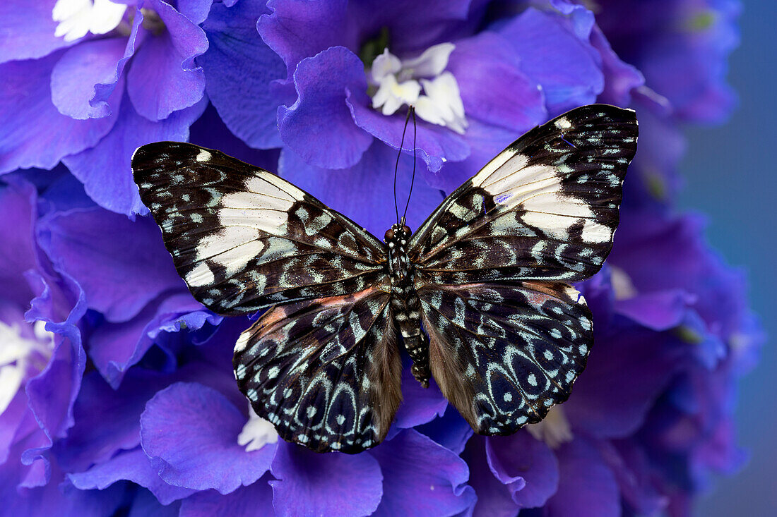 USA, Washington State, Issaquah. Butterfly on flowers