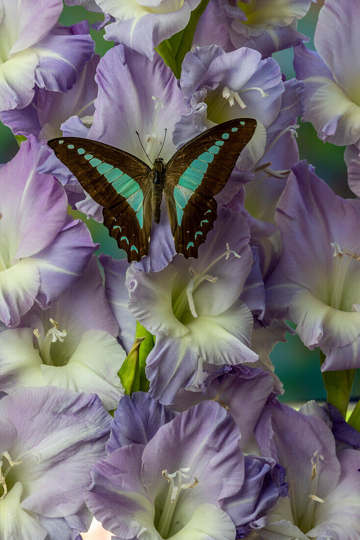 USA, Washington State, Issaquah. Butterfly on flowers