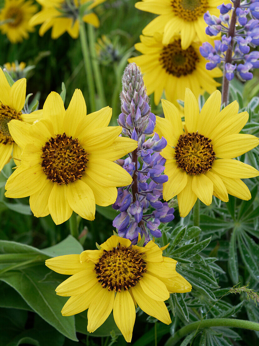 Frühlings-Wildblumen in voller Blüte auf dem Dalles Mountain im Columbia Hills State Park.