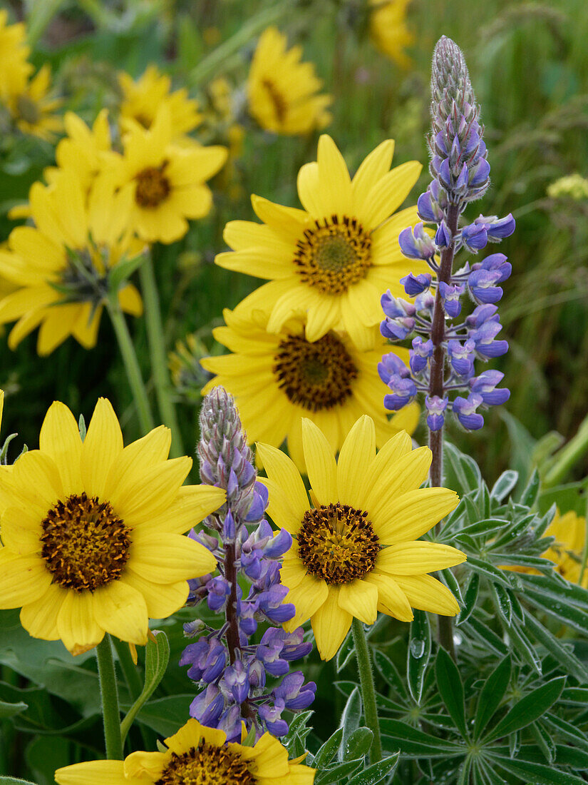 Frühlings-Wildblumen in voller Blüte auf dem Dalles Mountain im Columbia Hills State Park.