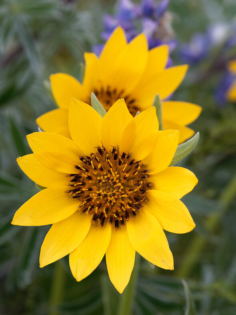 Frühlings-Wildblumen in voller Blüte auf dem Dalles Mountain im Columbia Hills State Park.