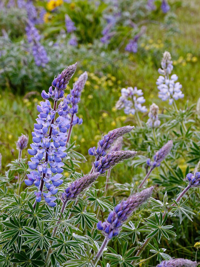 Frühlings-Wildblumen in voller Blüte auf dem Dalles Mountain im Columbia Hills State Park.