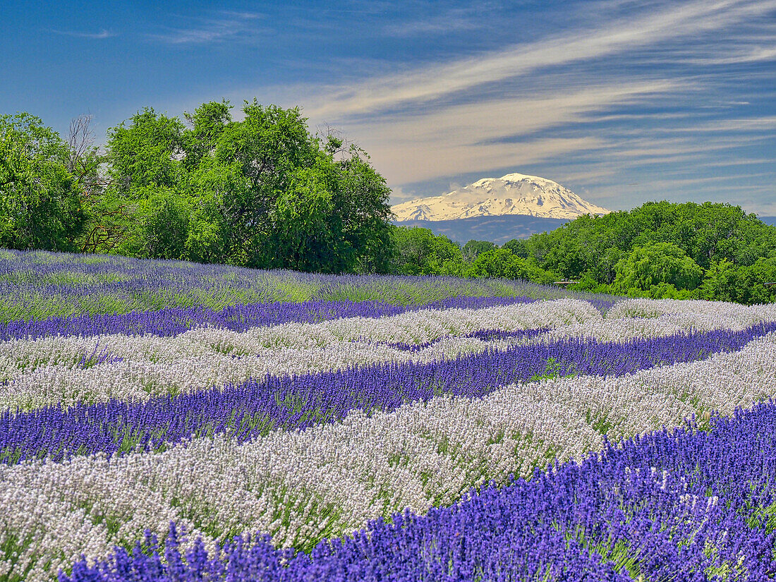 Lavender fields near the town of Zillah and a view of Mt. Adams.