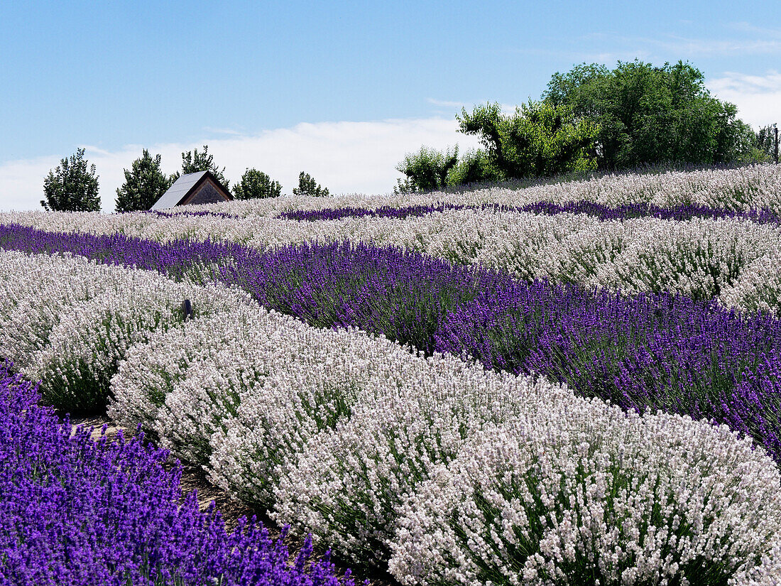 Lavender fields near the town of Zillah in the Yakima Valley.