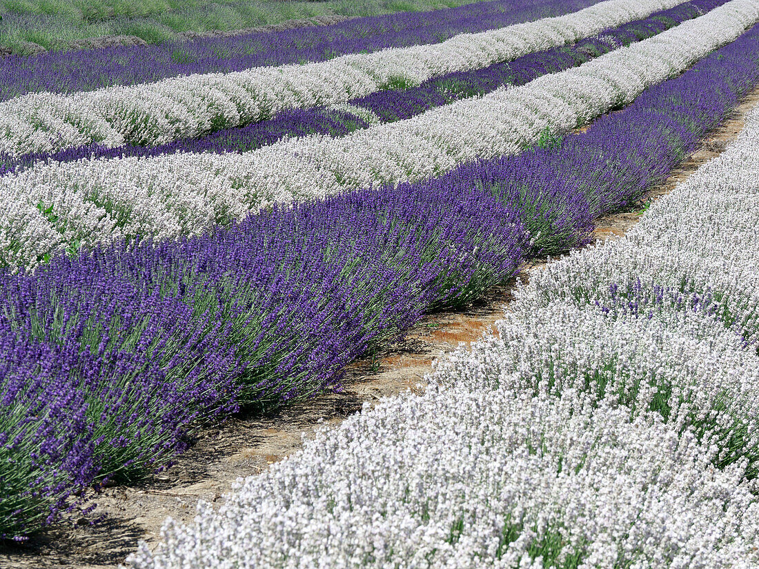 Lavender fields near the town of Zillah.