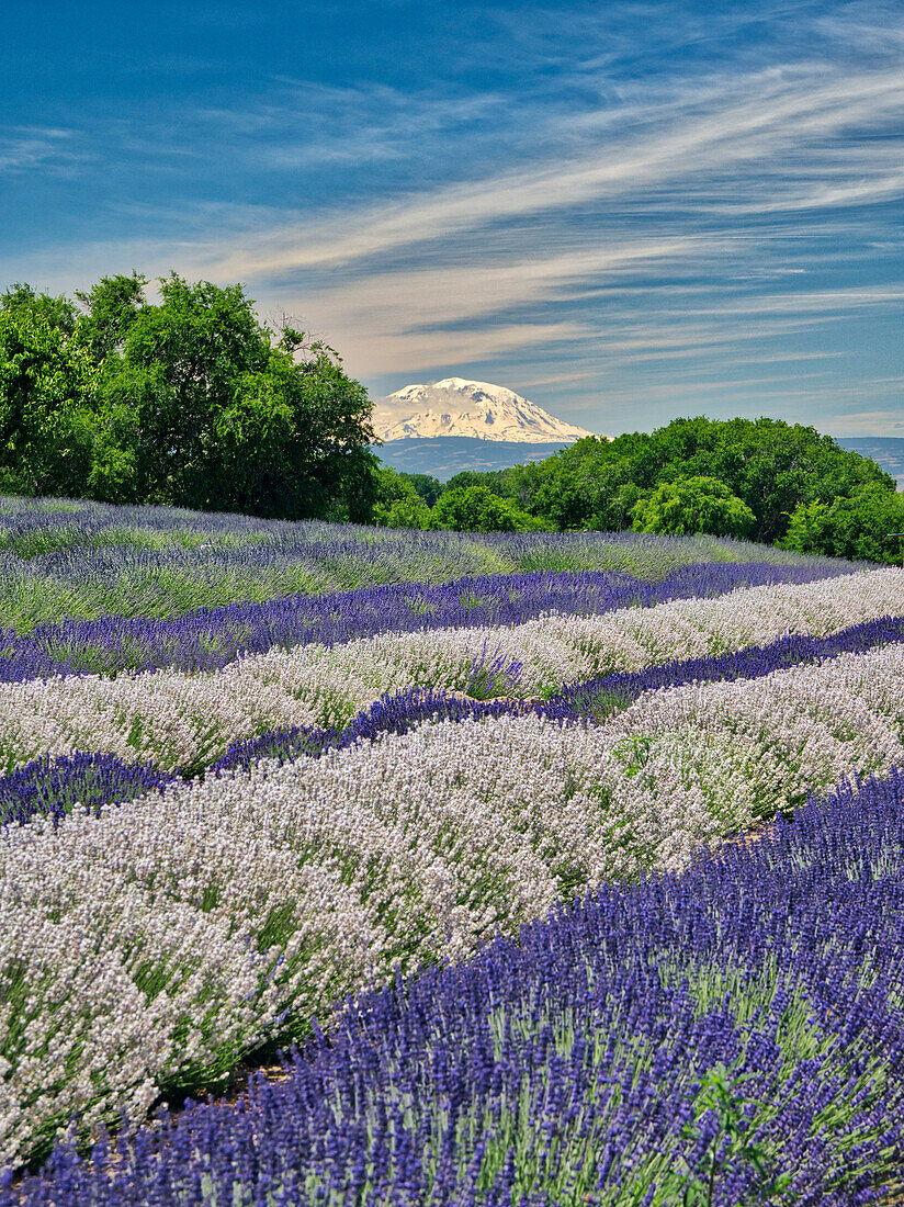 Lavender fields near the town of Zillah and a view of Mt. Adams.