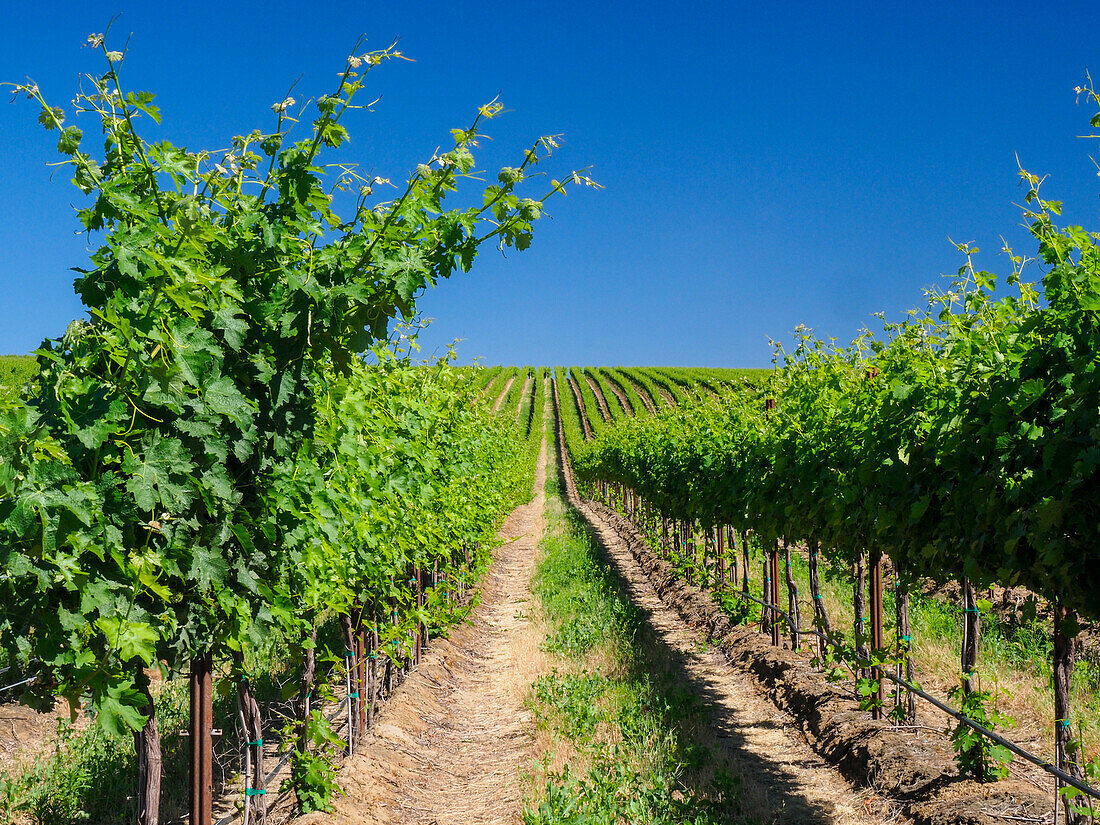 Ein außergewöhnlich schöner und weitläufiger Weinberg an einem steilen, nach Süden ausgerichteten Hang entlang des Columbia River in der südöstlichen Ecke der Horse Heaven Hills.