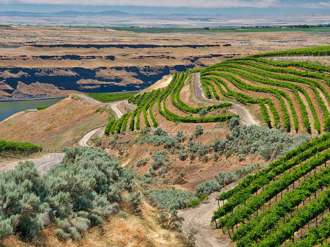 Ein außergewöhnlich schöner und weitläufiger Weinberg an einem steilen, nach Süden ausgerichteten Hang entlang des Columbia River in der südöstlichen Ecke der Horse Heaven Hills.