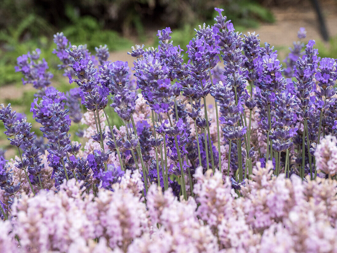 Lila und rosa Lavendel in voller Blüte auf einer Lavendelfarm in Sequim, Washington State.