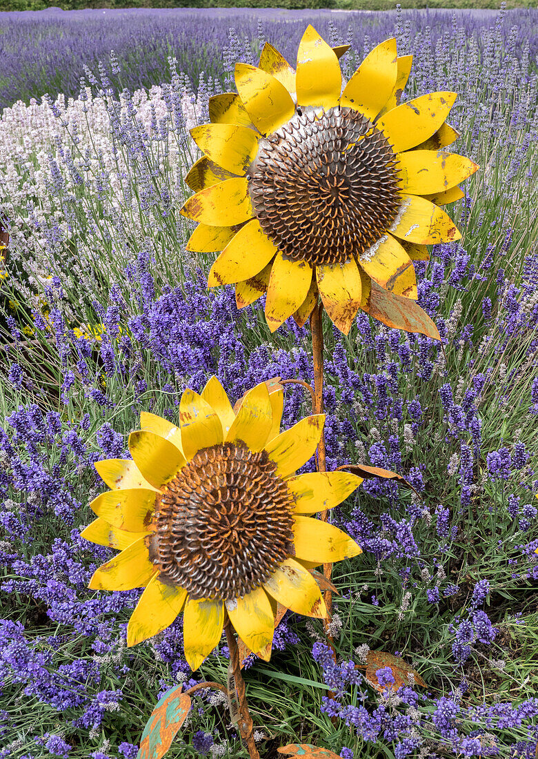 Metallskulpturen von Sonnenblumen in einem Feld mit blühendem Lavendel in Sequim, Washington State.