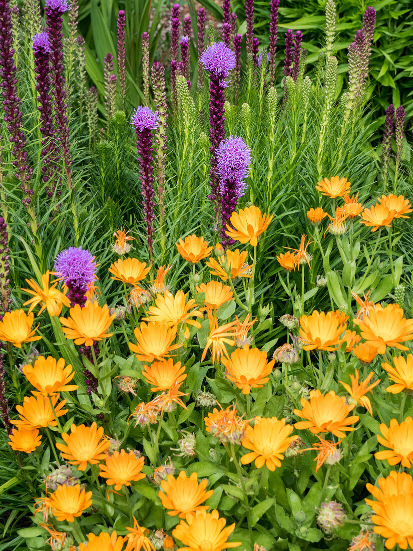 Leuchtend orangefarbene Ringelblumen und lila Liatris spicata blühen in einem Garten.