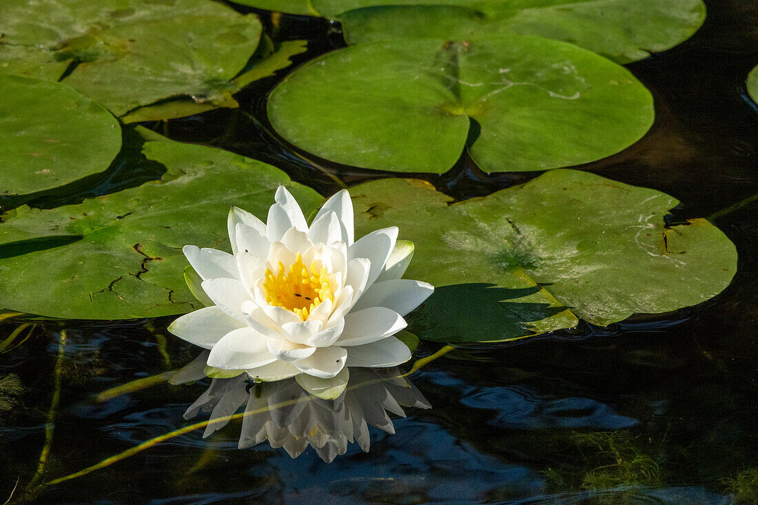 Issaquah, Washington State, USA. Fragrant water lily, considered a Class C noxious weed in this area.