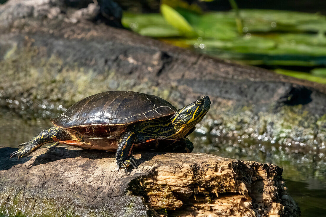 Issaquah, Bundesstaat Washington, USA. Gemalte Schildkröte sonnt sich auf einem Baumstamm.