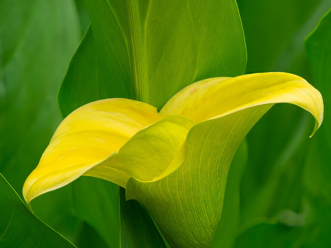 USA, Bundesstaat Washington. Calla-Lilie