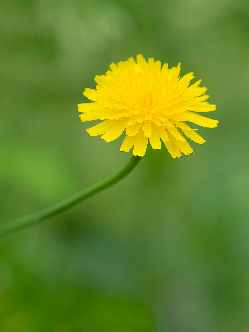 USA, Bundesstaat Washington. Katzenohrblume