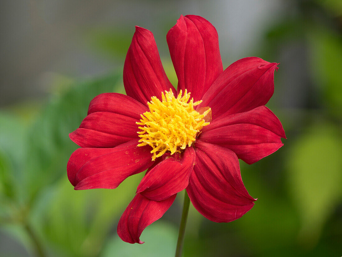 USA, Bundesstaat Washington. Gänseblümchen