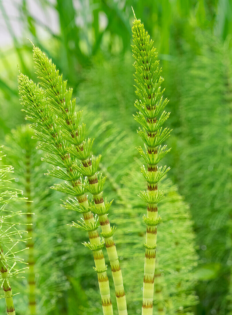 USA, Washington State. Horsetail Fern